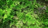 祁门水蕨