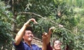 小容香榧