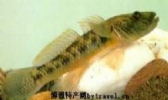 东至麦鱼