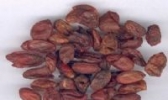 石台山茱萸