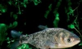 奎湖鳙鱼