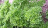 香草