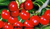 大果豆