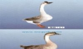 雁鹅