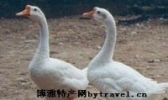 皖西鹅
