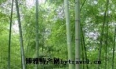霍山毛竹