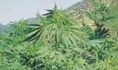 皖西大麻