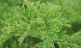 淮南香草