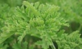 寿州香草
