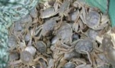流鞍河大闸蟹