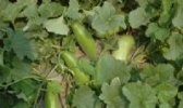 口孜曹庄无公害蔬菜