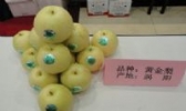 曹市黄金梨