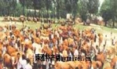涡阳黄牛