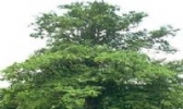 利辛银杏