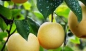 萧县黄金梨