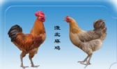 淮北麻鸡