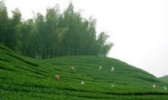 复兴茶叶
