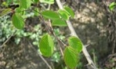 凤阳藤茶