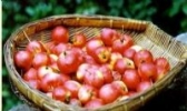 滁州花红