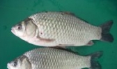 乌背金鳞鲫鱼