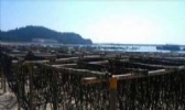 东山亲营紫菜