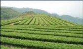 火田大茂山茶