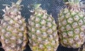 火田菠萝