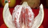 平和红肉蜜柚