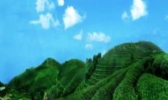 长泰天竺岩茶