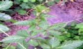 灵通七叶胆