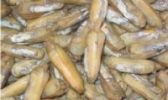 东厦缢蛏