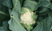 深土花菜