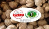 林头珠蚶