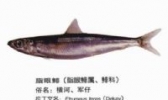 诏安脂眼鲱