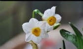 园山水仙花