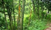 南靖麻竹