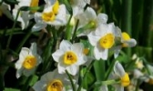 龙海水仙花