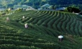 漳平高山茶