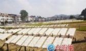 馆前米粉