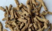 永定巴戟天