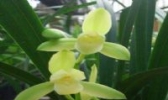 连城兰花