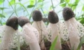 建阳竹荪