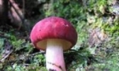 武夷山红菇