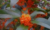 浦城丹桂