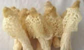 顺昌竹荪