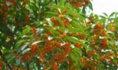 浦城桂花