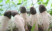 将乐竹荪