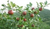 尤溪油茶