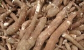 明溪木薯