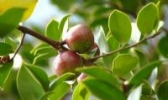 淮土茶油